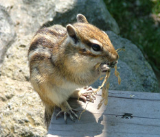 シマリス