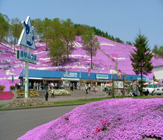 東藻琴の芝桜